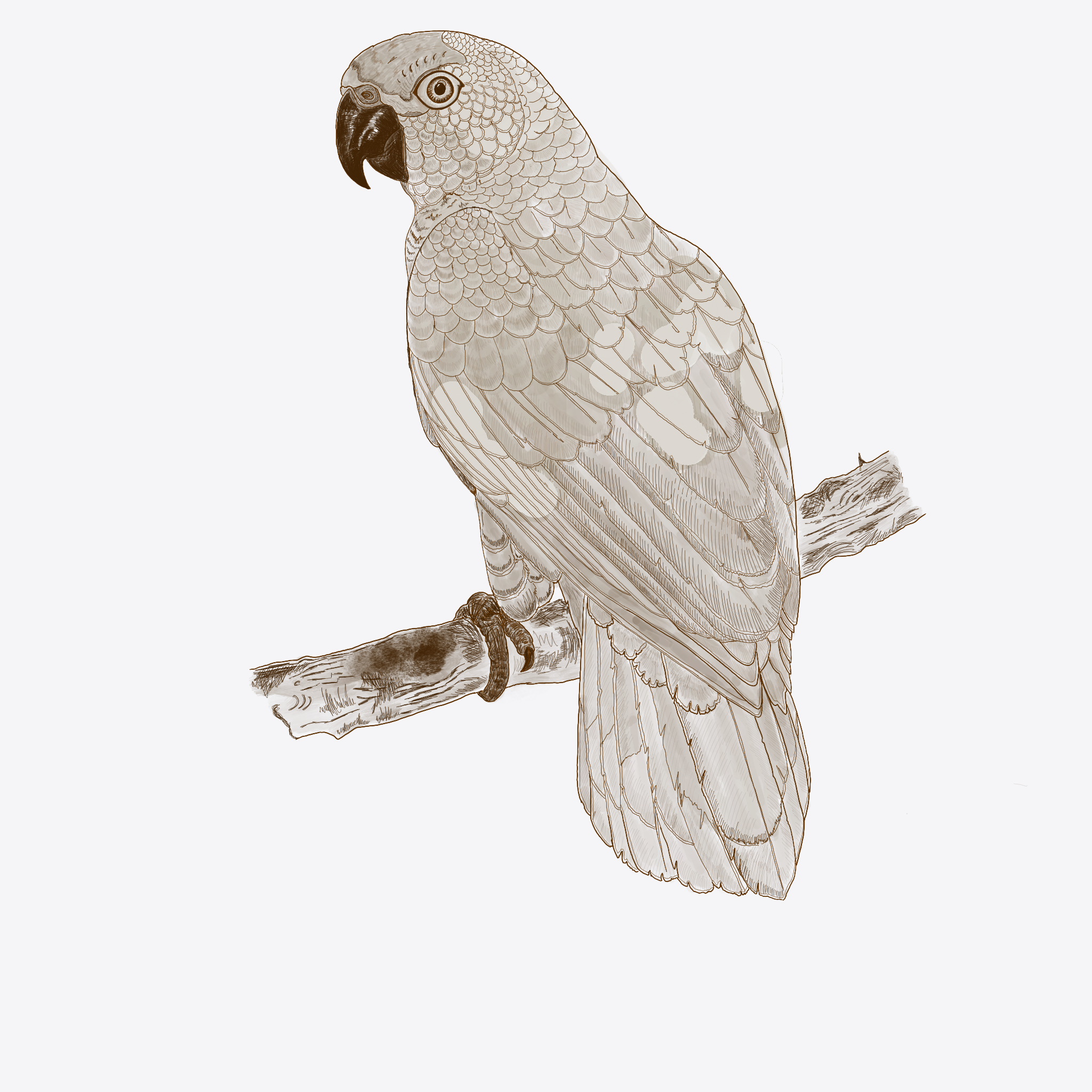 Aves de Paraty